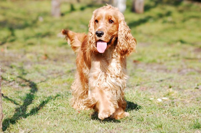 Steckbrief English Cocker Spaniel ALLES DOG DE